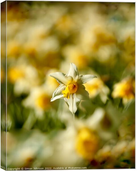 sunlit daffodil  Canvas Print by Simon Johnson
