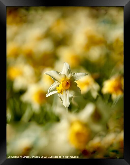 sunlit daffodil  Framed Print by Simon Johnson