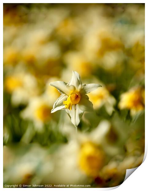 sunlit daffodil  Print by Simon Johnson
