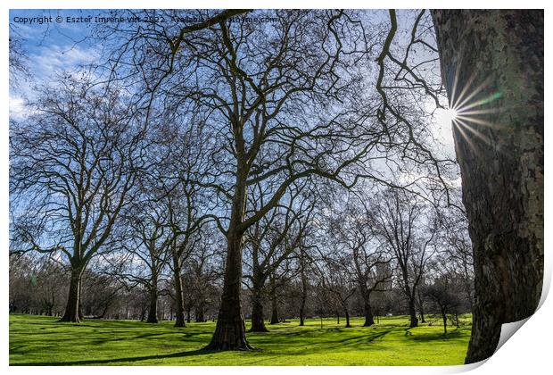 Lights and shadows in Hyde Park Print by Eszter Imrene Virt