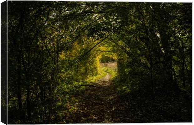 A natural tunnel in the forest in Oxfordshire, England Canvas Print by Eszter Imrene Virt