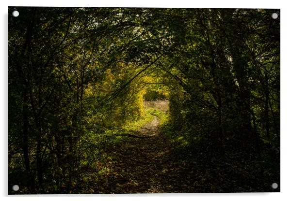 A natural tunnel in the forest in Oxfordshire, England Acrylic by Eszter Imrene Virt