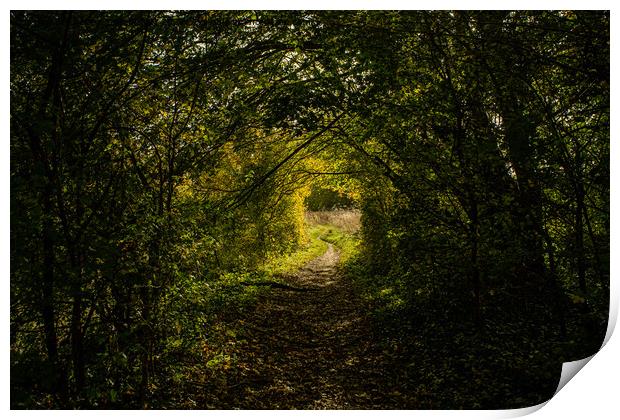A natural tunnel in the forest in Oxfordshire, England Print by Eszter Imrene Virt