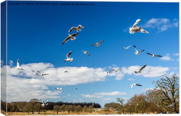 Flying seagulls in Richmond Park Canvas Print by Eszter Imrene Virt