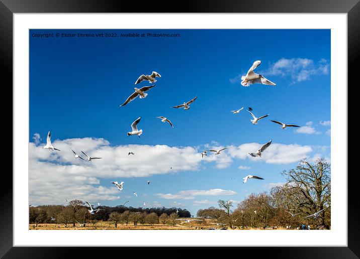 Flying seagulls in Richmond Park Framed Mounted Print by Eszter Imrene Virt