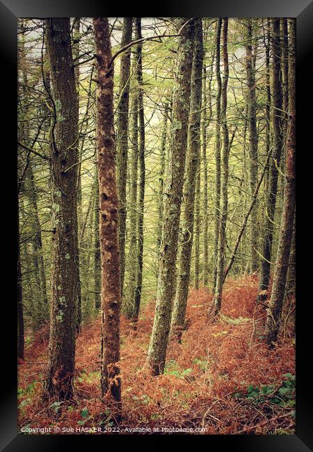 Tall trees and bracken Framed Print by Sue HASKER