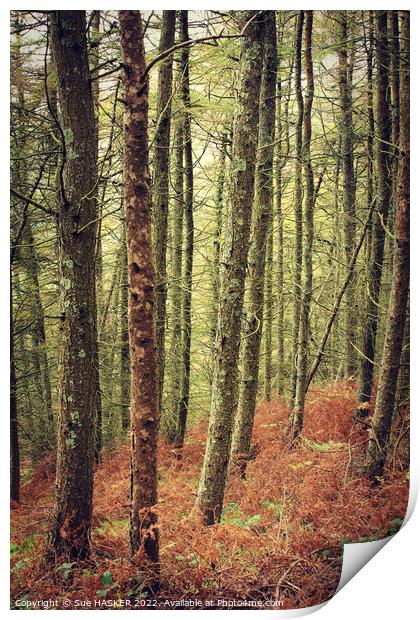 Tall trees and bracken Print by Sue HASKER
