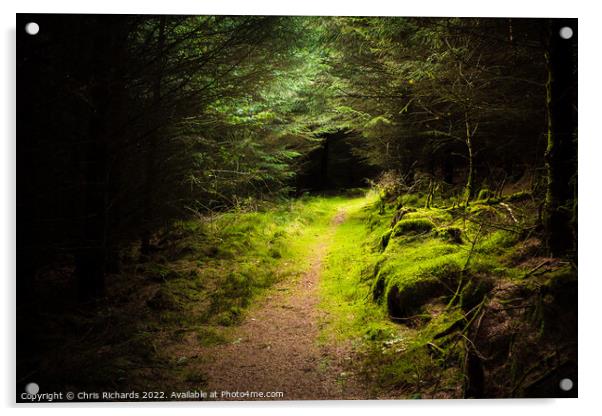 Pen Arthur Forest Trail Acrylic by Chris Richards