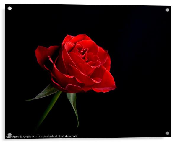 Red Rose Acrylic by Angela H