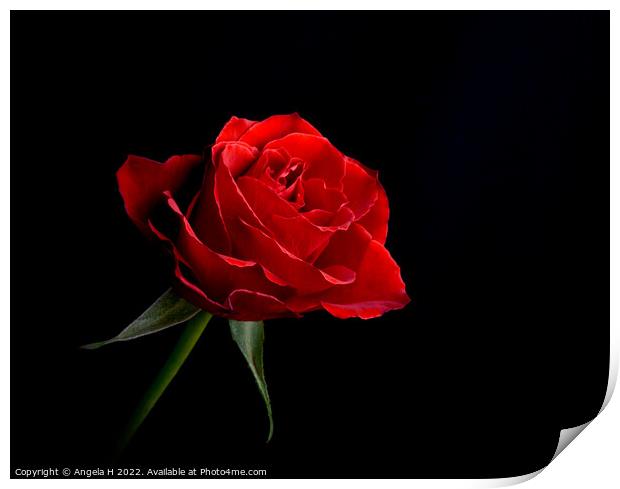 Red Rose Print by Angela H