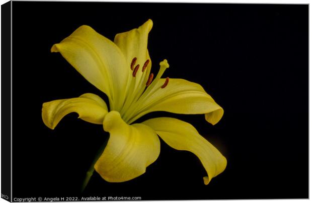 Yellow Lily Canvas Print by Angela H