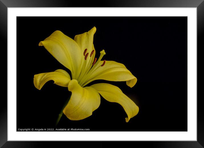 Yellow Lily Framed Mounted Print by Angela H