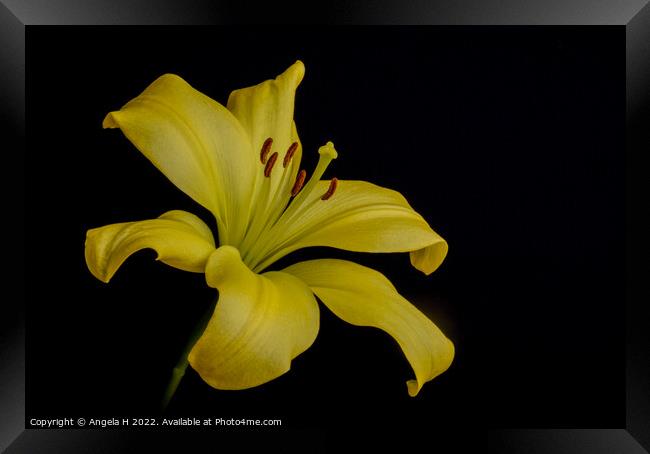 Yellow Lily Framed Print by Angela H