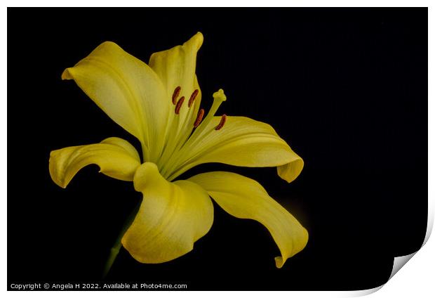 Yellow Lily Print by Angela H