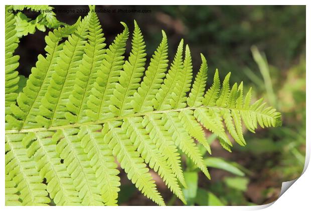 Fern in a field Print by aurélie le moigne