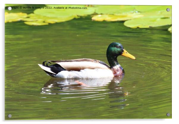 Mallard duck on a river Acrylic by aurélie le moigne