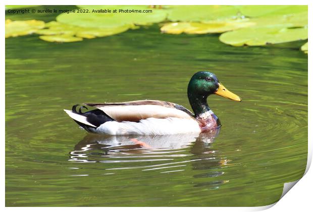 Mallard duck on a river Print by aurélie le moigne