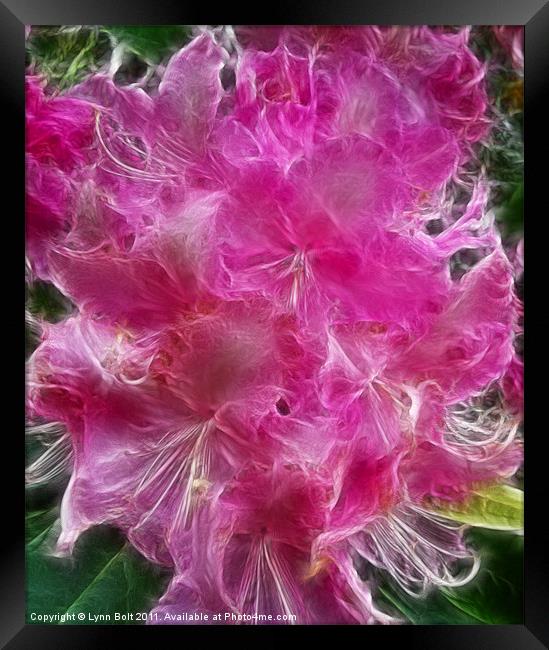 Pink Rhododendron Framed Print by Lynn Bolt