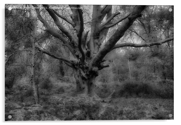 Autumn Forest Scene (mono) Acrylic by Derek Daniel
