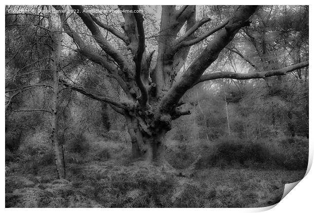 Autumn Forest Scene (mono) Print by Derek Daniel