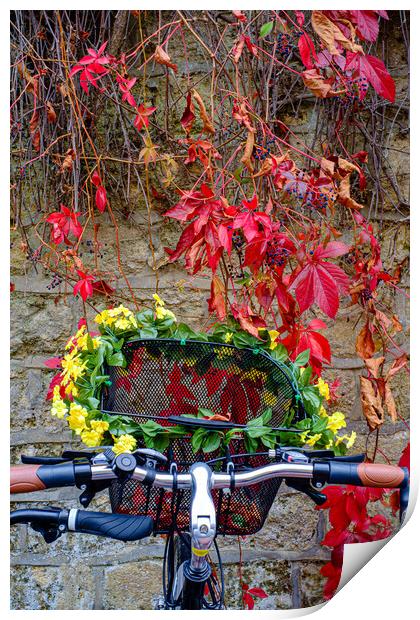 Bicycle Basket Print by Gerry Walden LRPS