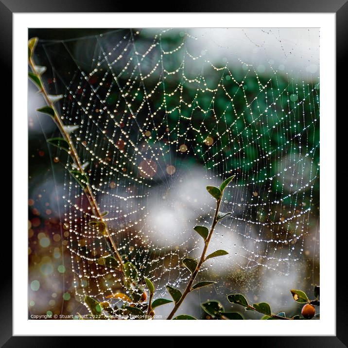 Spider Web Framed Mounted Print by Stuart Wyatt