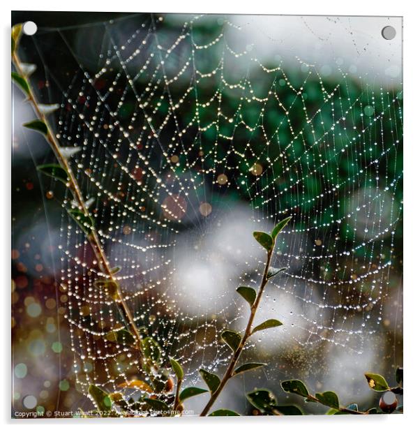 Spider Web Acrylic by Stuart Wyatt