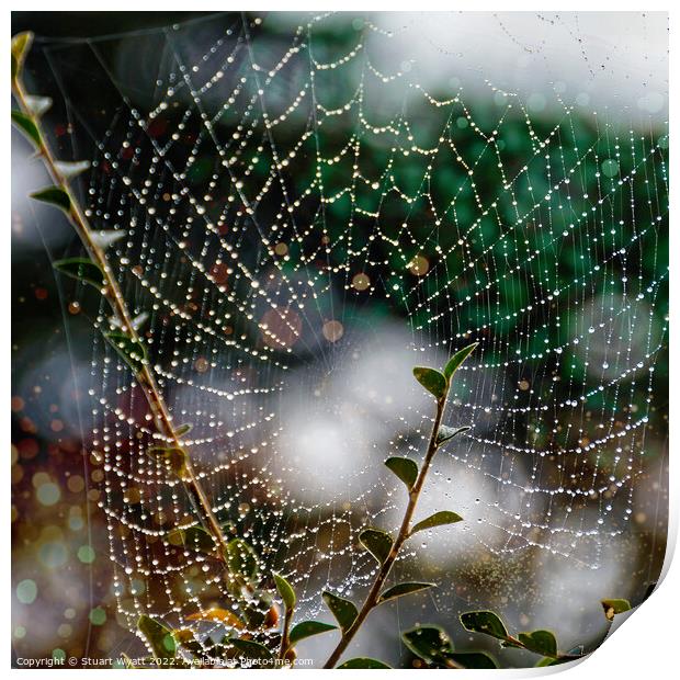 Spider Web Print by Stuart Wyatt