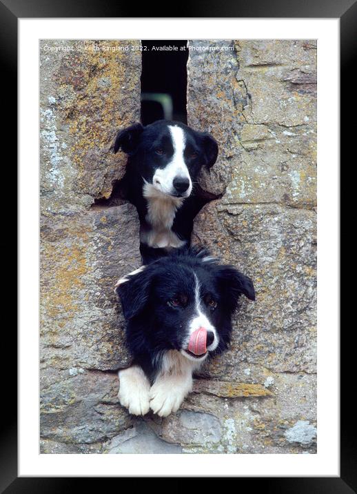 Two Collies look through a farm building slit window.  Framed Mounted Print by Keith Ringland