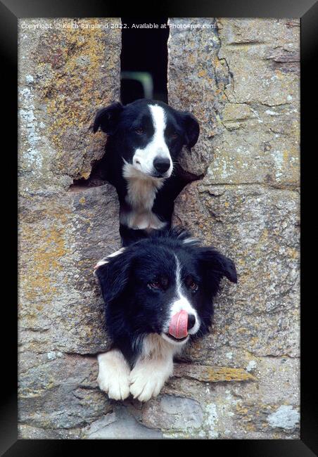 Two Collies look through a farm building slit window.  Framed Print by Keith Ringland
