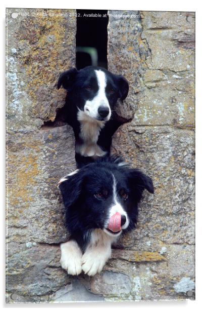 Two Collies look through a farm building slit window.  Acrylic by Keith Ringland