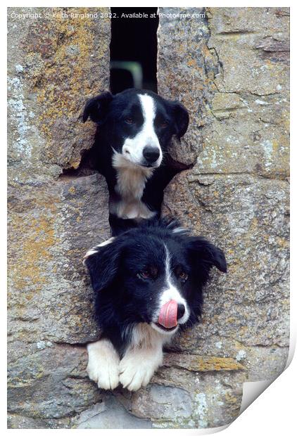 Two Collies look through a farm building slit window.  Print by Keith Ringland