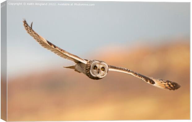 Short Eared Owl Fly Past Canvas Print by Keith Ringland