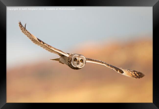 Short Eared Owl Fly Past Framed Print by Keith Ringland