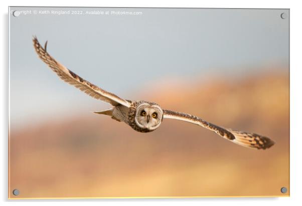 Short Eared Owl Fly Past Acrylic by Keith Ringland