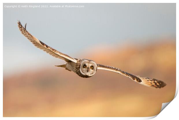 Short Eared Owl Fly Past Print by Keith Ringland