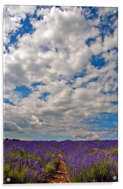 Lavender Field Summer Flowers Cotswolds England Acrylic by Andy Evans Photos