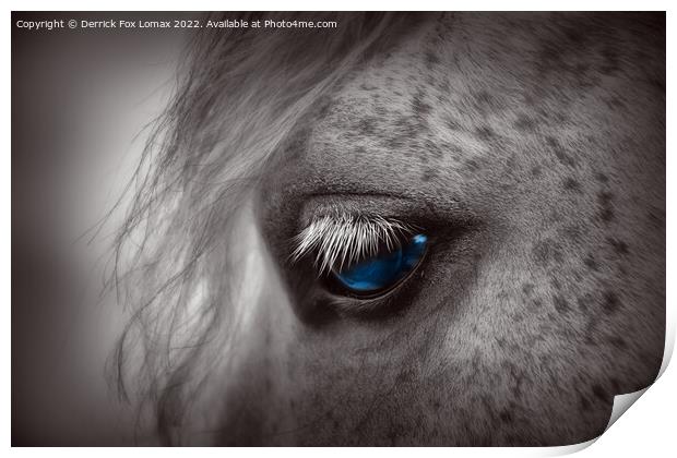 Horse portrait Print by Derrick Fox Lomax