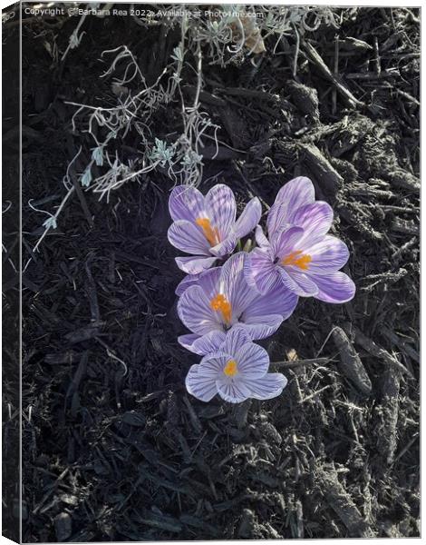 Plant flower Canvas Print by Barbara Rea