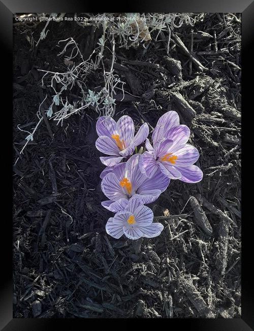 Plant flower Framed Print by Barbara Rea