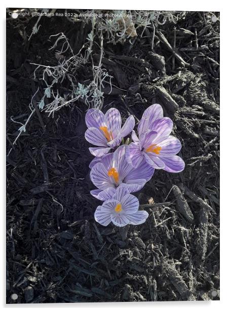 Plant flower Acrylic by Barbara Rea