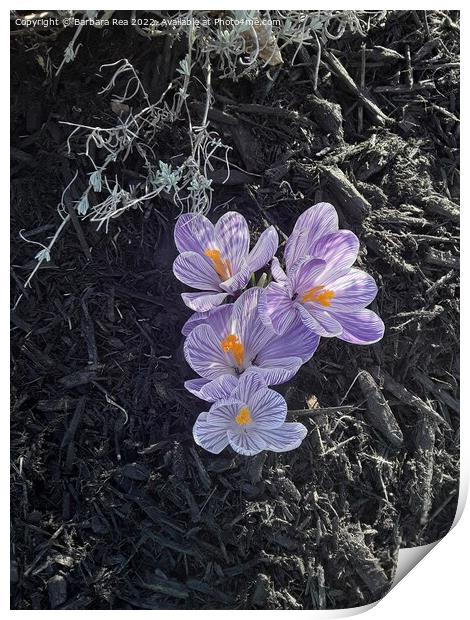 Plant flower Print by Barbara Rea