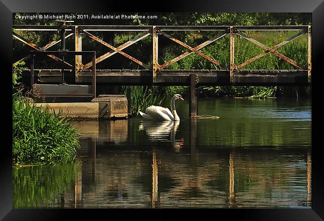 Swan Reflections Framed Print by Michael Rich