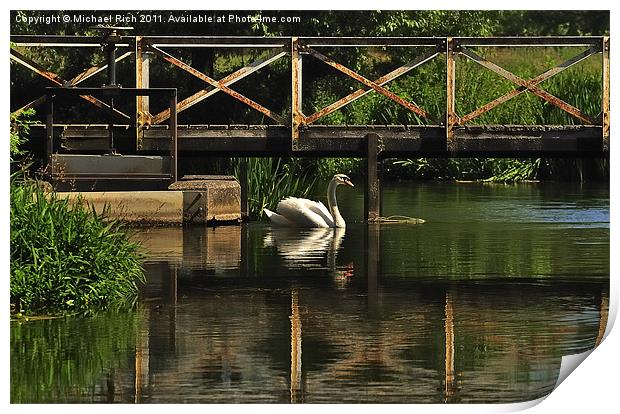 Swan Reflections Print by Michael Rich