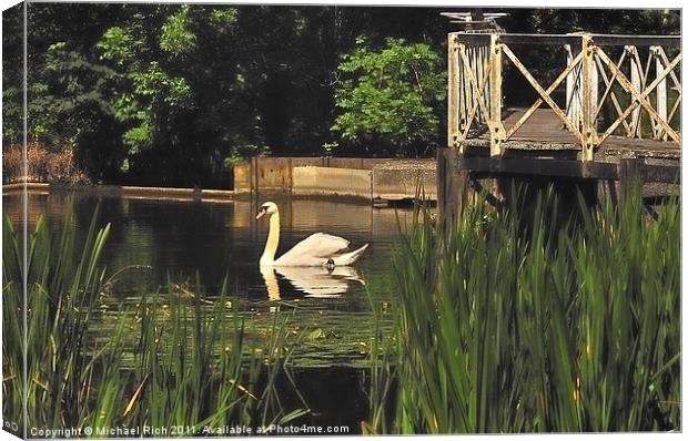 Swanning About Canvas Print by Michael Rich