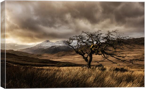 Rowan tree in Snowdonia Canvas Print by Rory Trappe