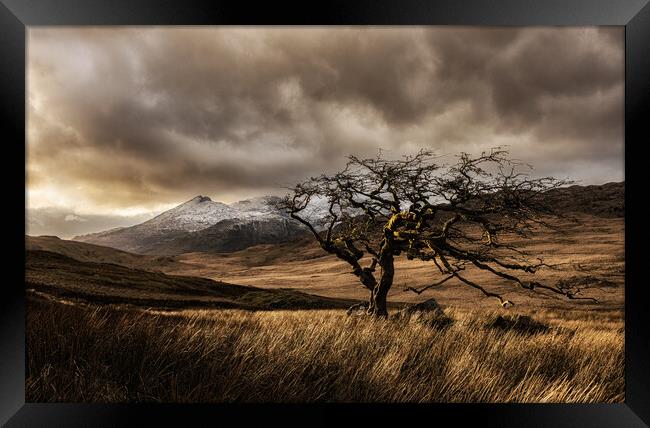 Rowan tree in Snowdonia Framed Print by Rory Trappe