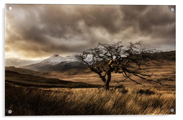 Rowan tree in Snowdonia Acrylic by Rory Trappe