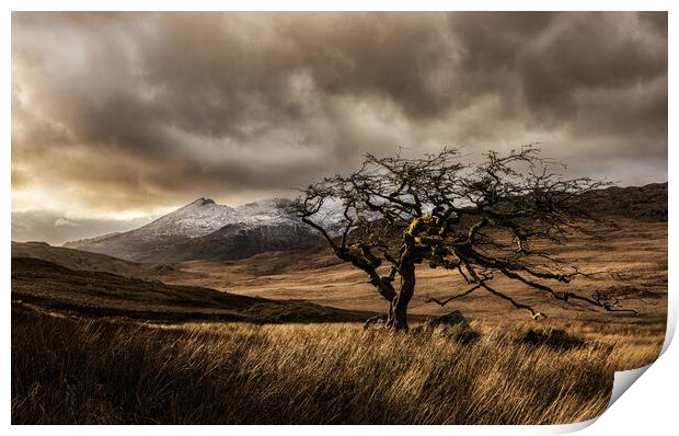Rowan tree in Snowdonia Print by Rory Trappe