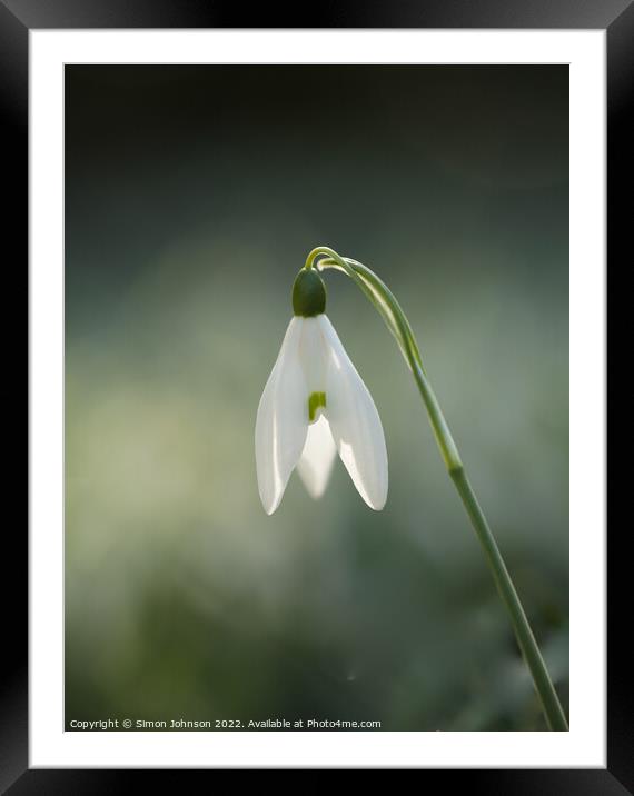 isolated Snowdrop Framed Mounted Print by Simon Johnson